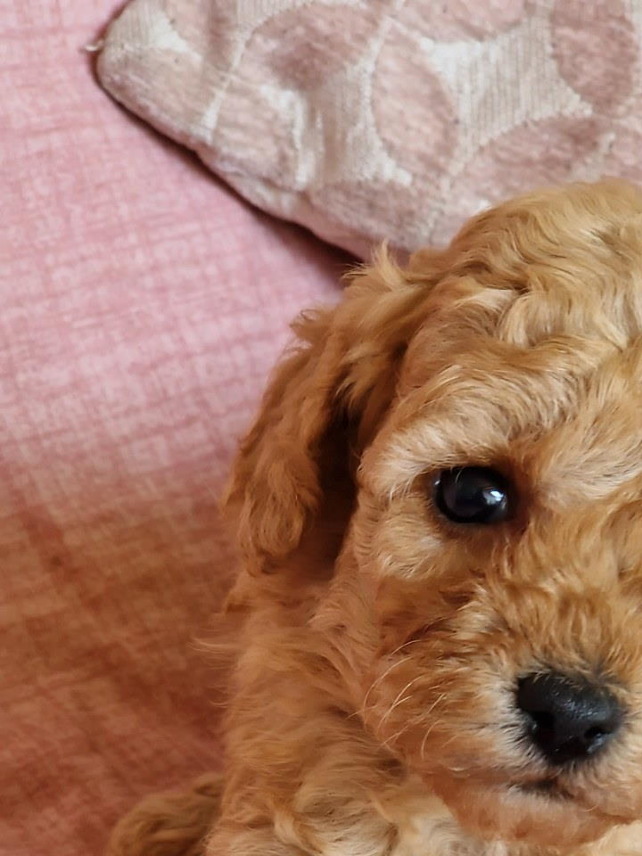 Toy pudle maleni mečići