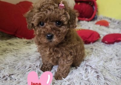 1-crvena-toy-pudla-NS0226