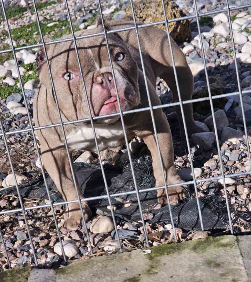 Zenka amercan bully poket u eg