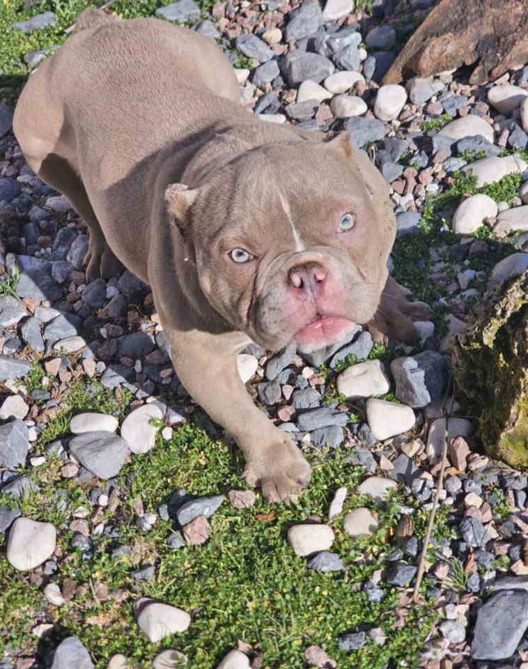 Zenka amercan bully poket u eg