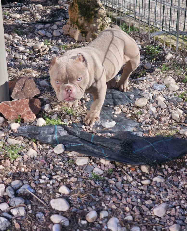 Zenka amercan bully poket u eg