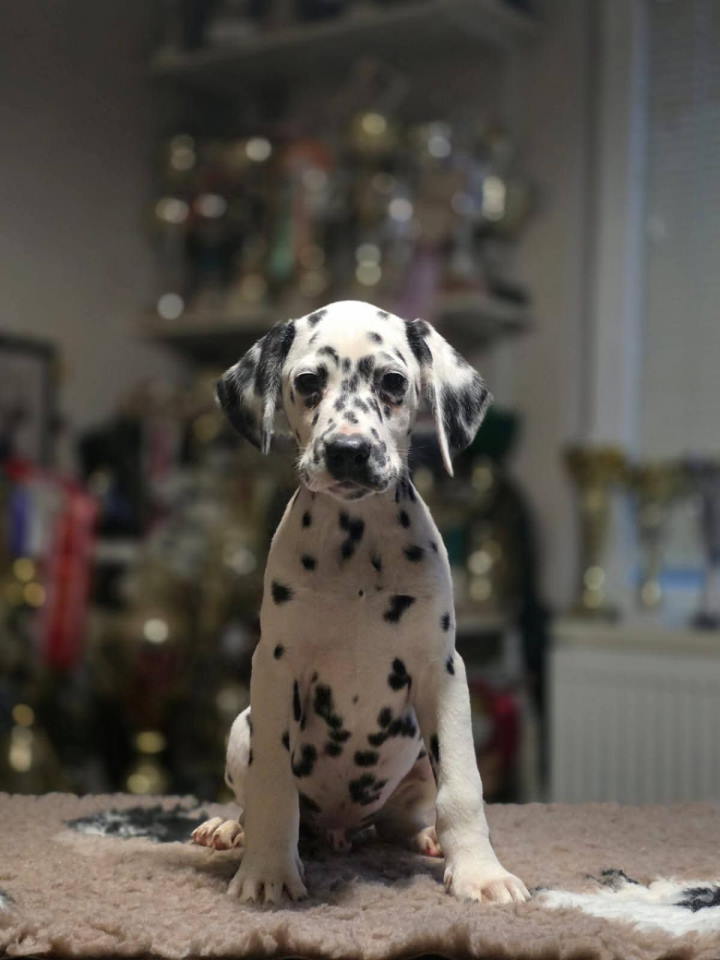 Dalmatinski pas, vrhunski šten