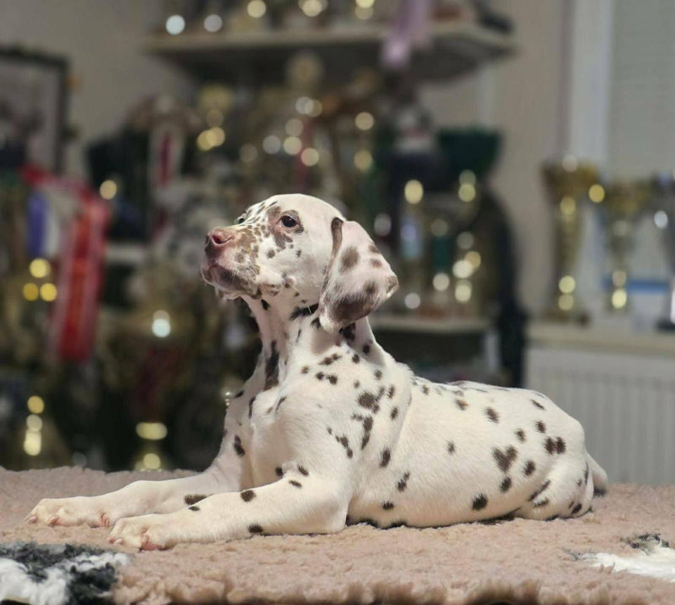 Dalmatinski pas, vrhunski šten