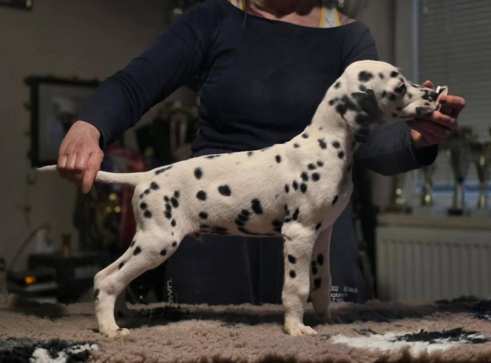 Dalmatinski pas, vrhunski šten