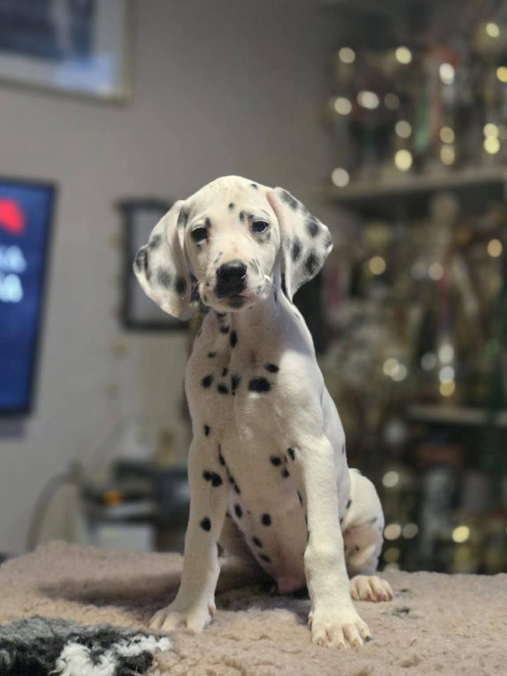 Dalmatinski pas, vrhunski šten