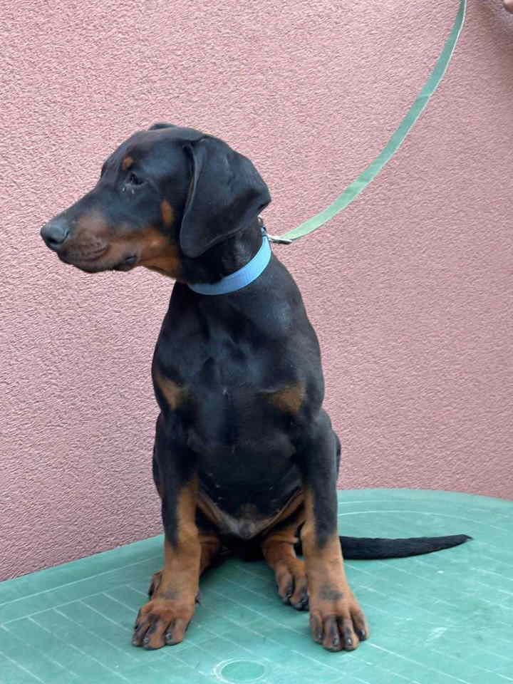 Doberman muško štene