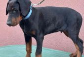 Doberman muško štene