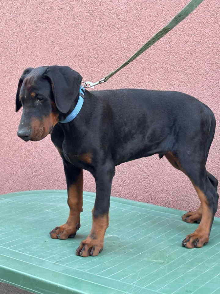 Doberman muško štene