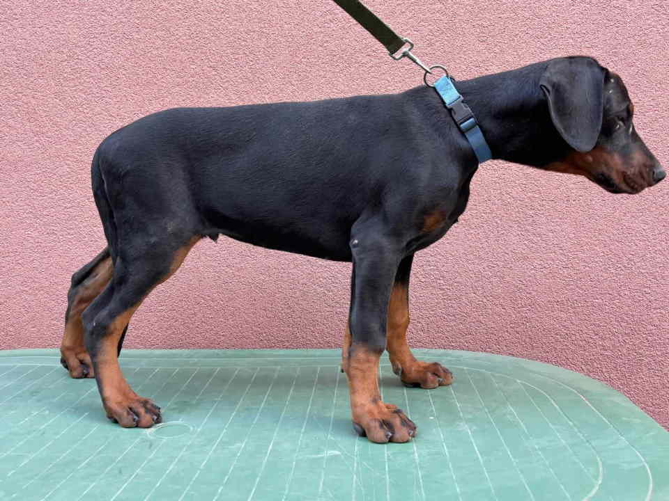 Doberman muško štene