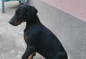 Doberman muško štene