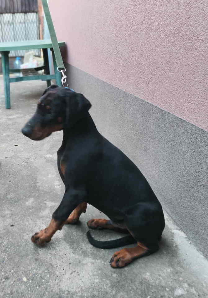Doberman muško štene