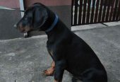 Doberman muško štene