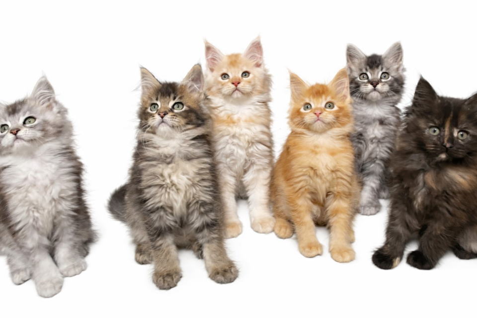 Maine Coon macici vrhunskog po