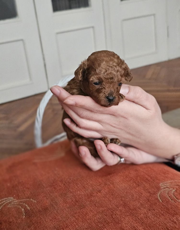 Pudle od najlepših roditelja