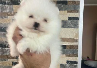 1a6b4259-60cc-4a4f-8f7d-85a45128fbcd