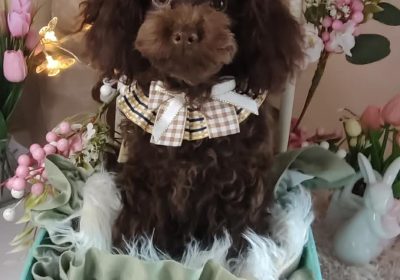 1ba77f9-48bc-4161-ad93-121b5c0aed62-1