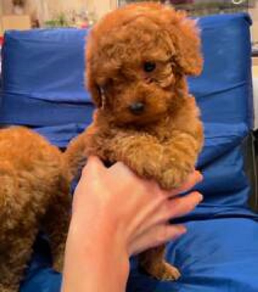 Prelepe patuljaste i toy pudle