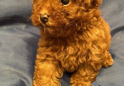 1viber-slika-2025-06-24-14-21-32-387