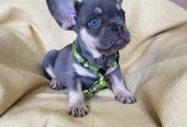Francuski Bulldog štenci exoti