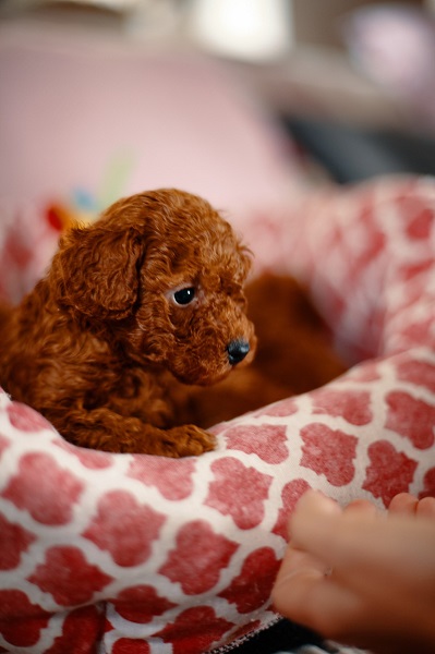 Prelepe patuljaste i toy pudle