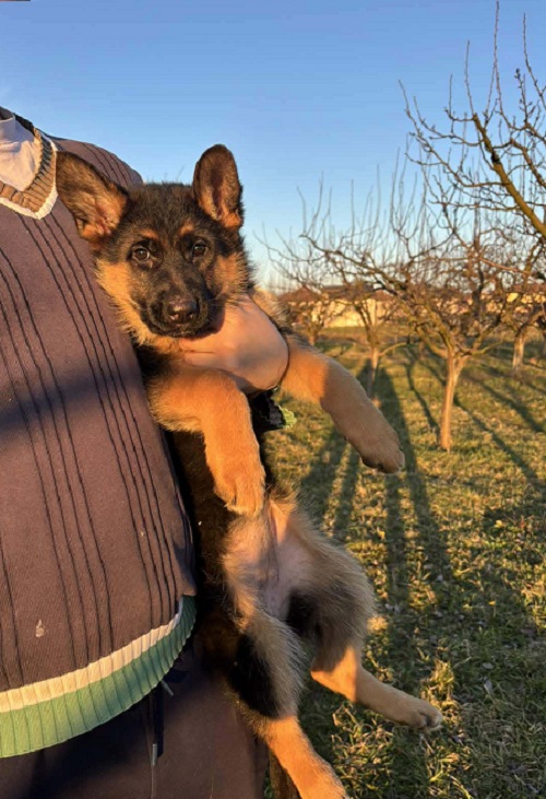 Štenci NEMAČKOG ovčara