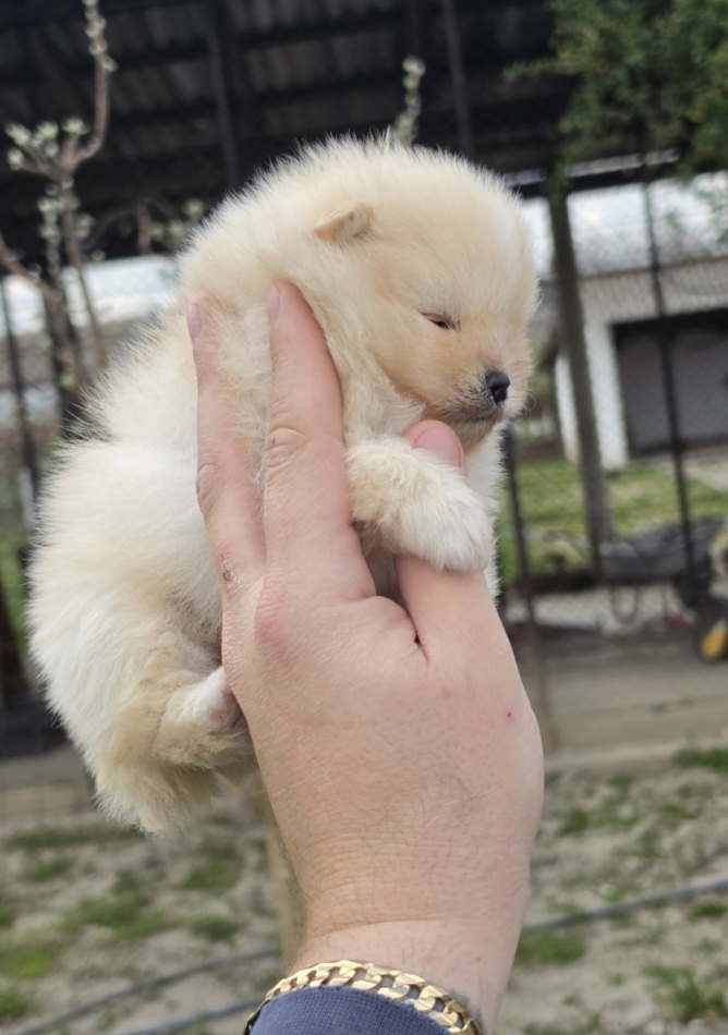 Najlepsi Pomeranci Boo