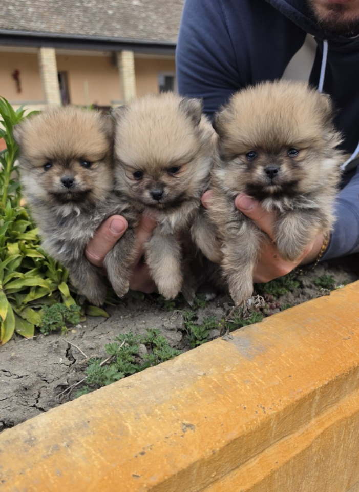 Najlepsi Pomeranci Boo