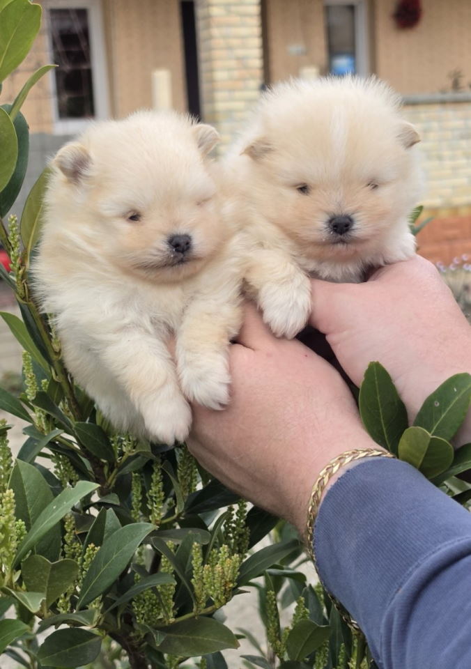 Najlepsi Pomeranci Boo