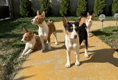 Prelepi štenci rase Basenji