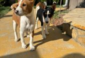Prelepi štenci rase Basenji