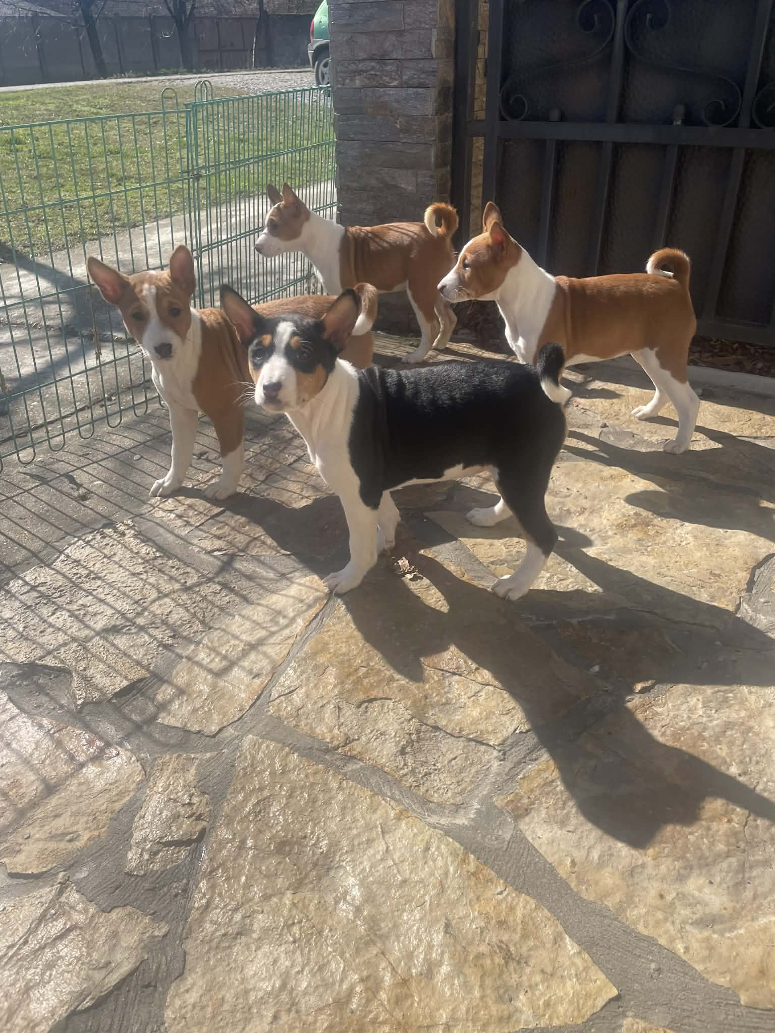 Prelepi štenci rase Basenji