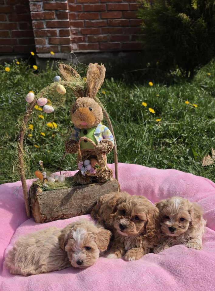 Maltipoo novo leglo stenaca