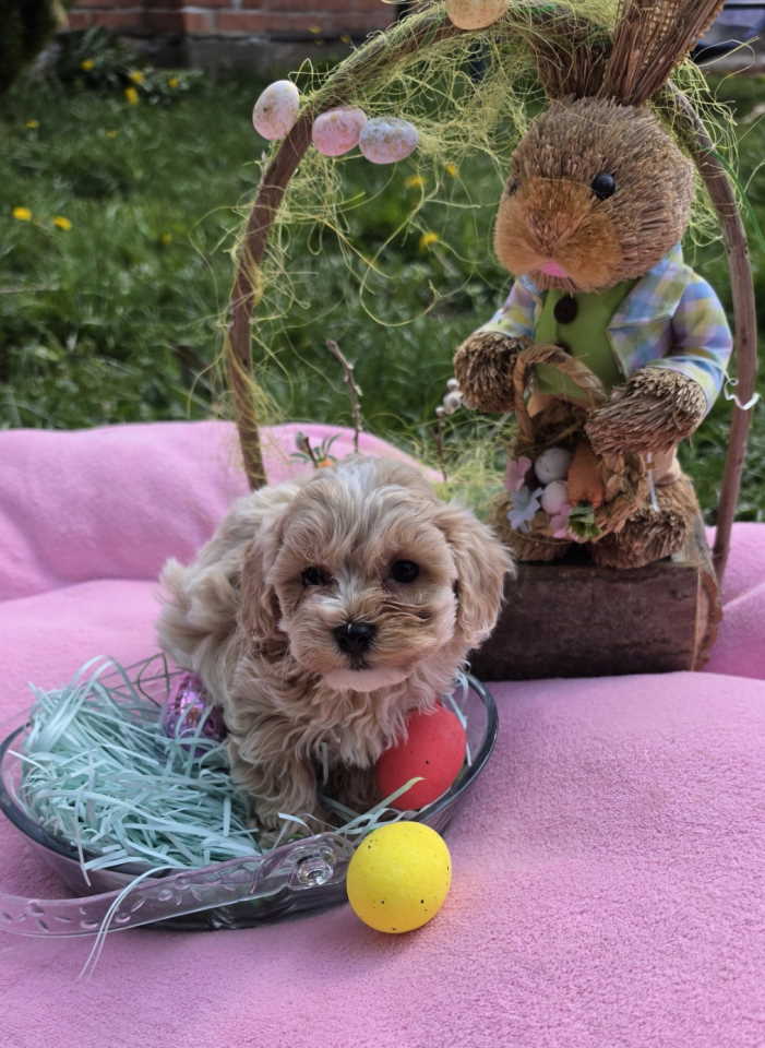Maltipoo novo leglo stenaca