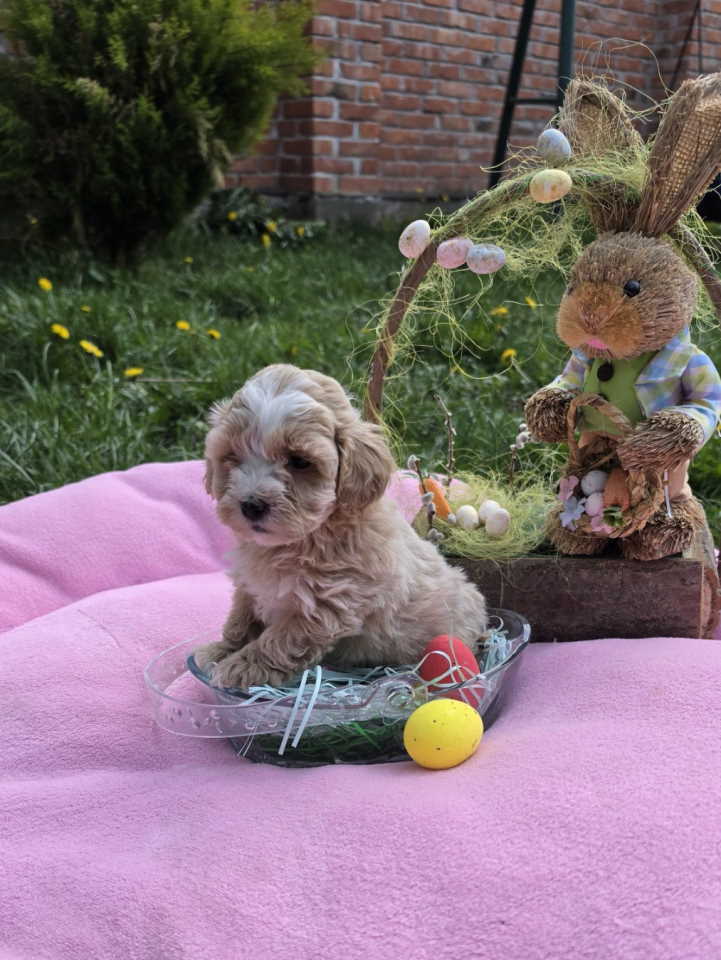 Maltipoo novo leglo stenaca