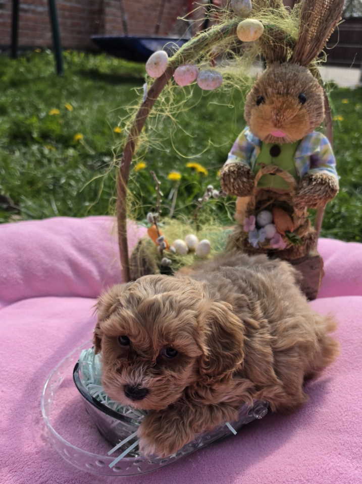 Maltipoo novo leglo stenaca