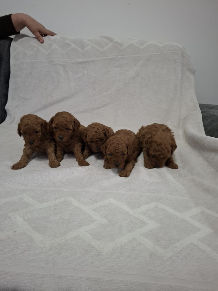 Prodajem pat crvene pudle