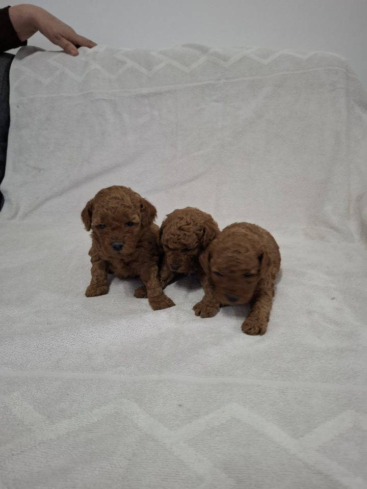 Prodajem pat crvene pudle