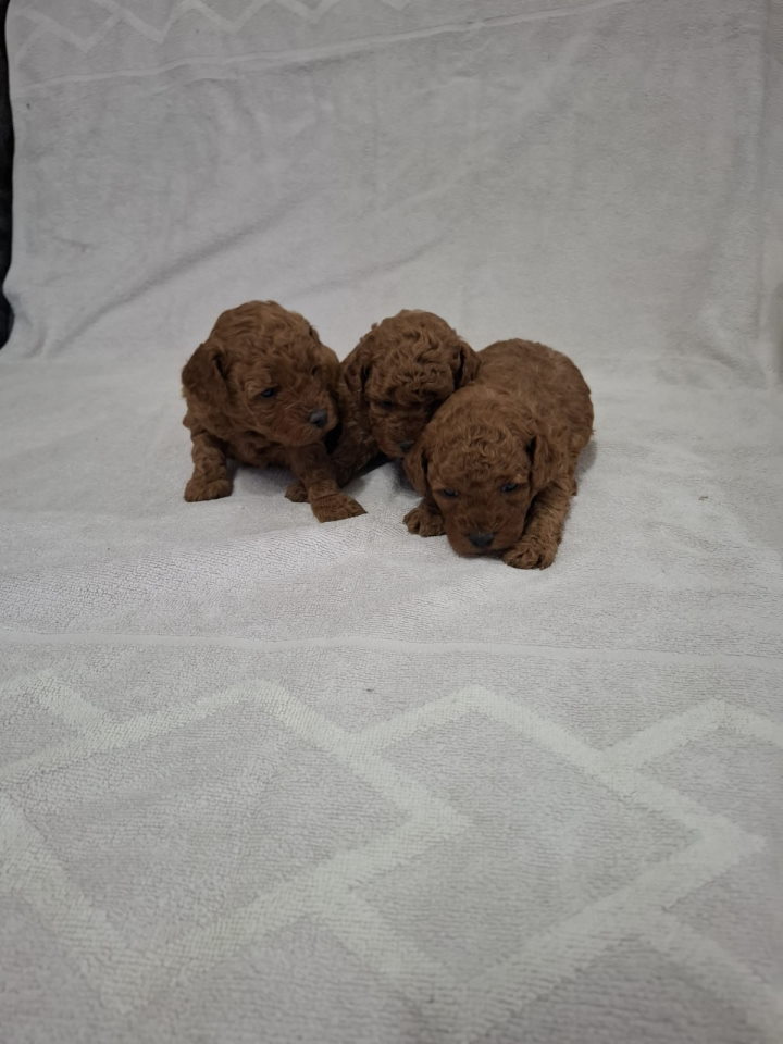 Prodajem pat crvene pudle