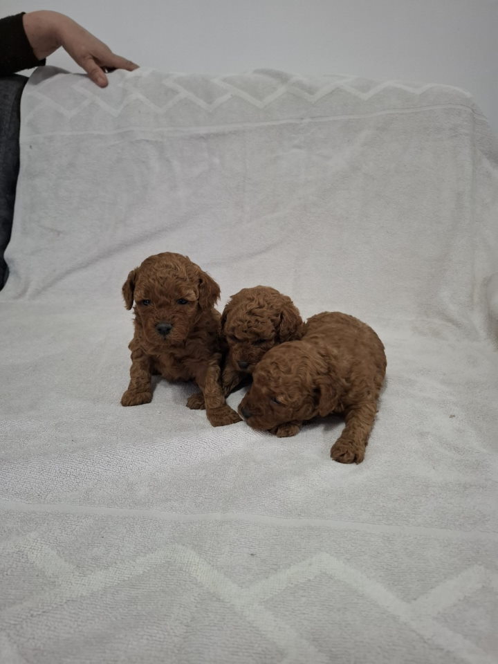 Prodajem pat crvene pudle