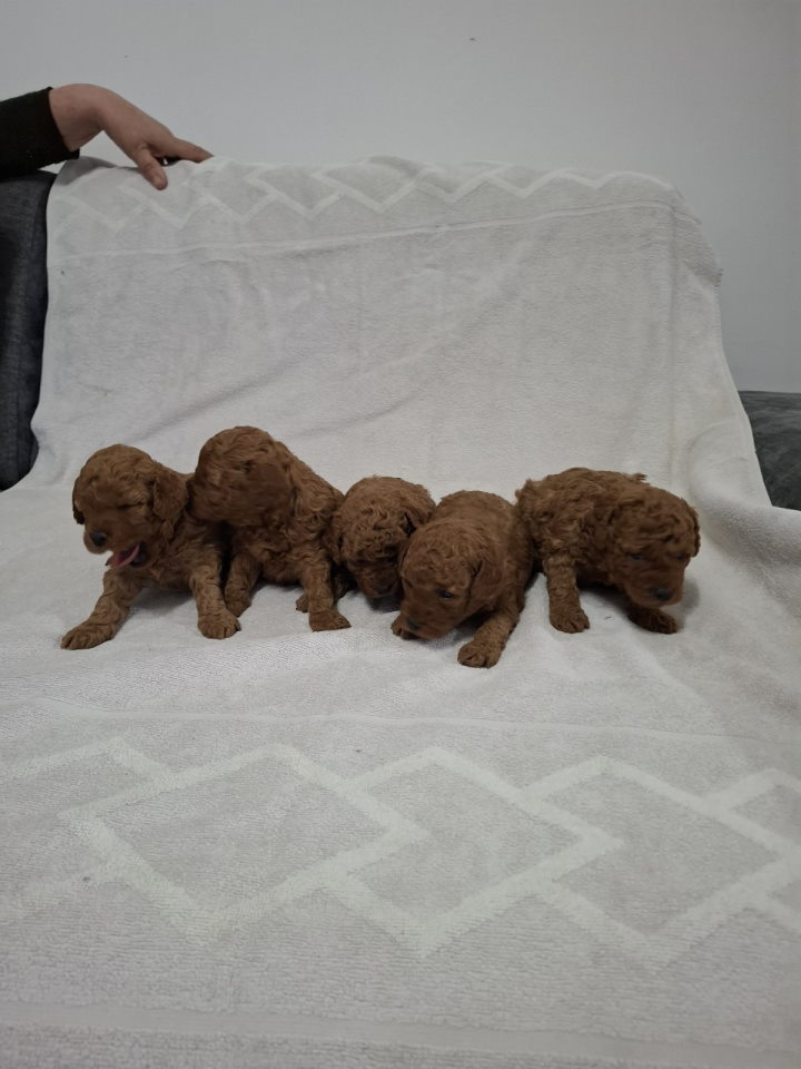 Prodajem pat crvene pudle