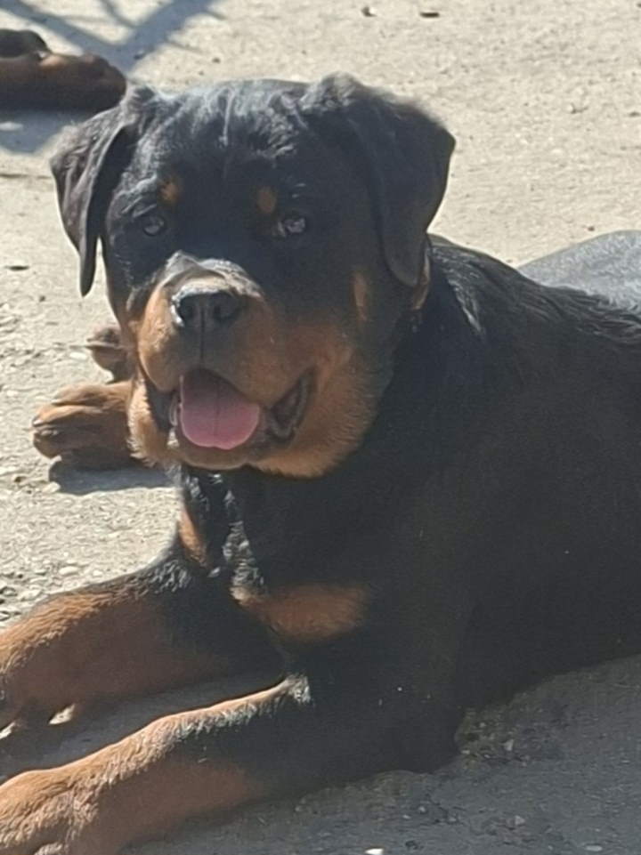 Rotvajler žensko štene