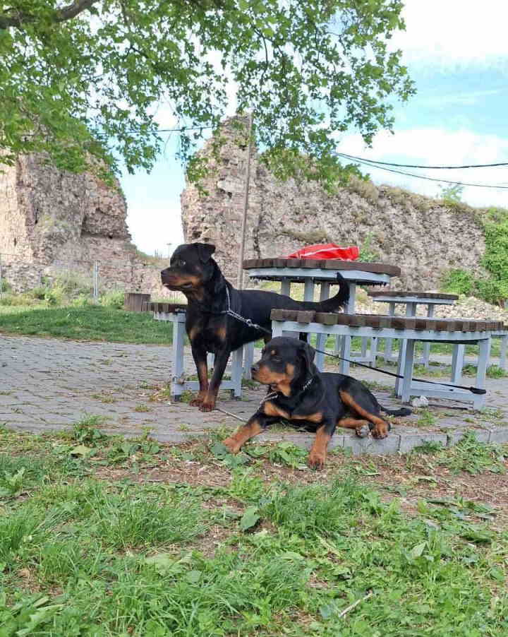 Rotvajler žensko štene