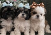 Prelepi Shih Tzu štenci
