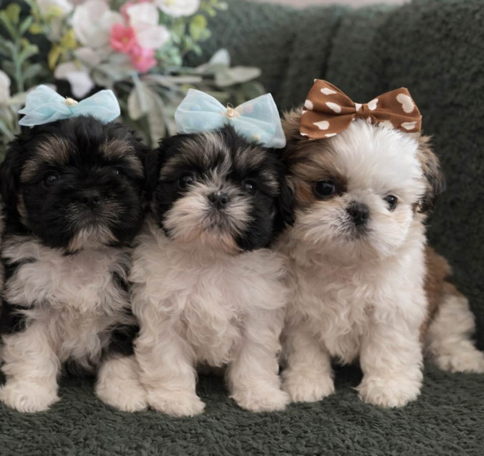 Prelepi Shih Tzu štenci