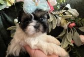 Prelepi Shih Tzu štenci