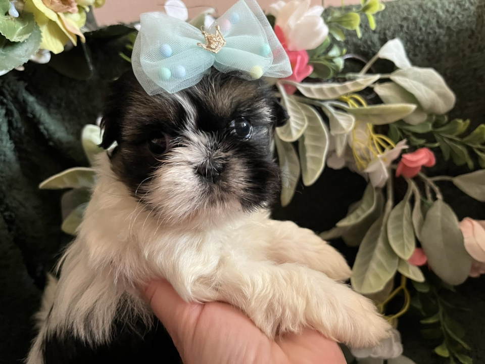 Prelepi Shih Tzu štenci