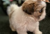 Prelepi Shih Tzu štenci