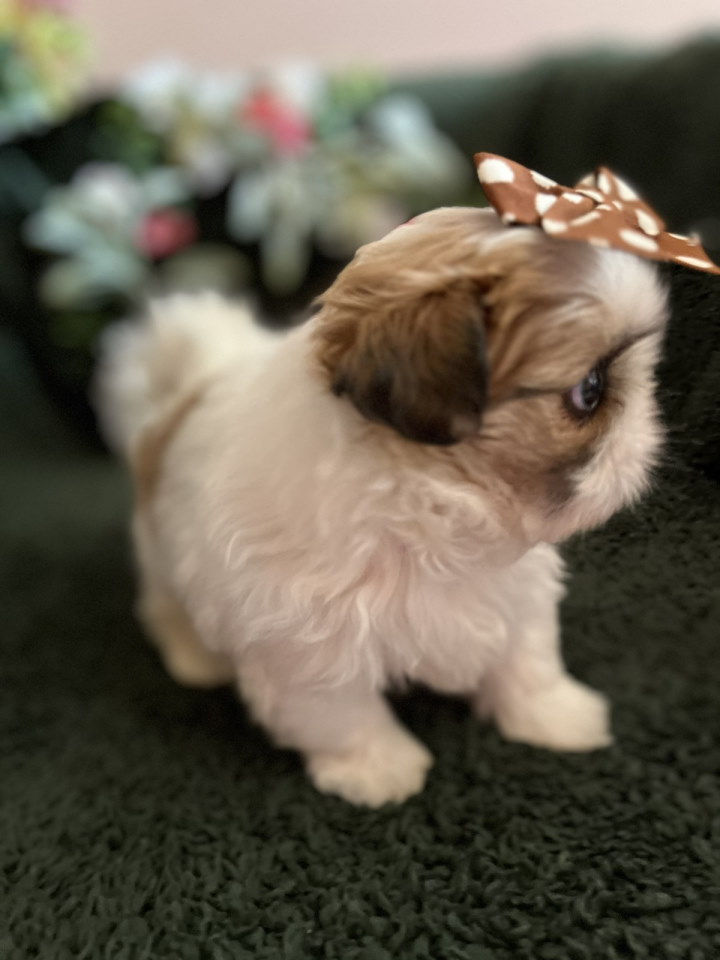 Prelepi Shih Tzu štenci