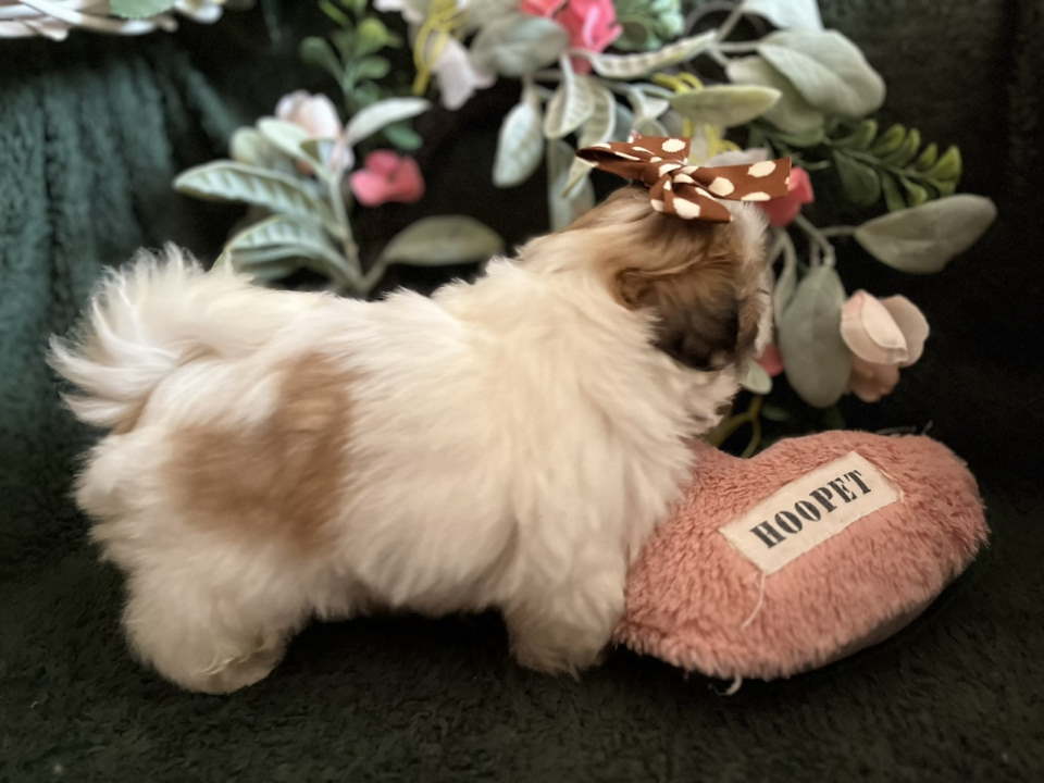 Prelepi Shih Tzu štenci