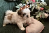 Prelepi Shih Tzu štenci